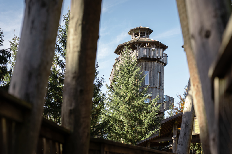 stromy,les,zazitok,rakusko