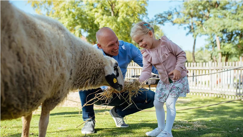 Otec s dcerkou hladkaju ovcu