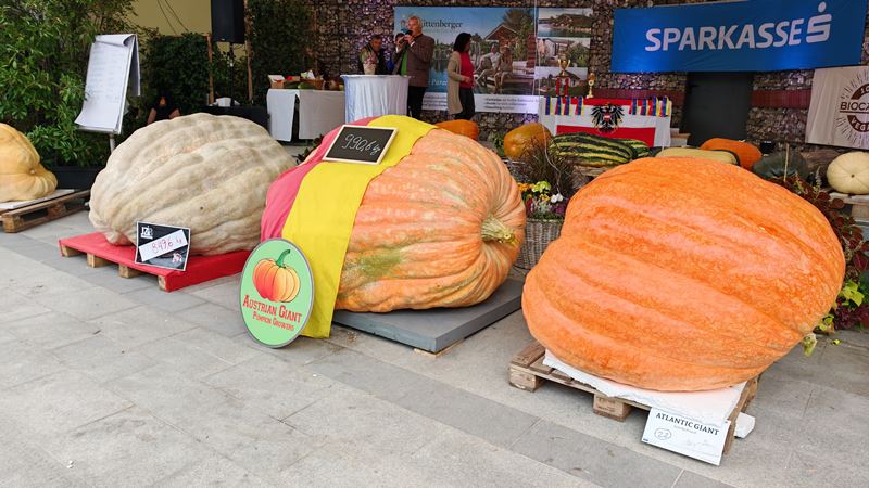 giant tekvica