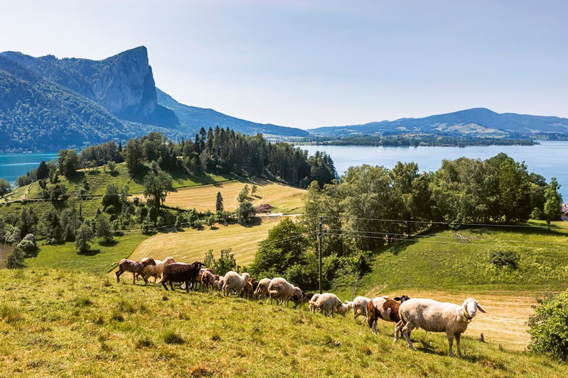 ovecky na pasi, vyhlad na Mondsee