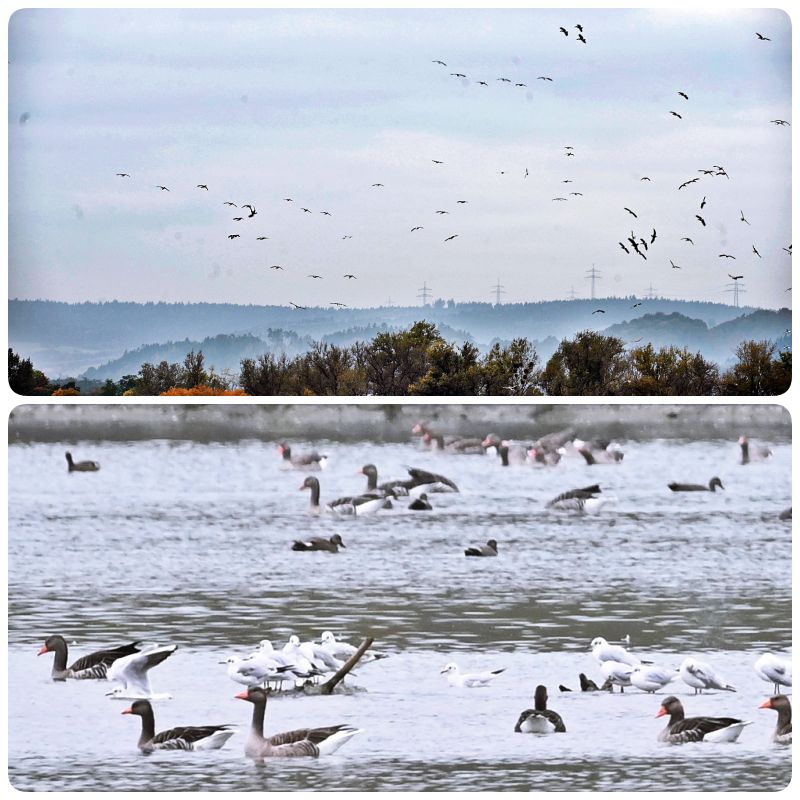 pozorovanie vtakov pri rieke Inn vtaky, rieka