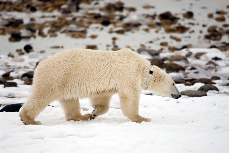 ladova medvedica so sledovacim naramkom ide po snehu v Kanade