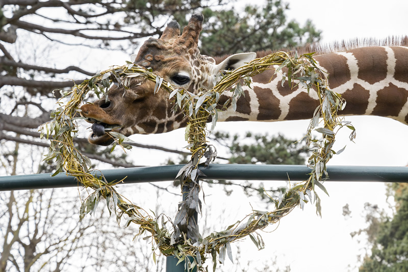 Rakusko - Vieden - zoo - zirafa oslavuje Valentin pochutkami, ktore dostala - obziera konare